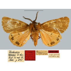 /filer/webapps/moths/media/images/N/nisseni_Trichosoma_ST_MNHN.jpg