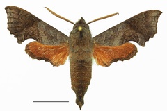 Temnora elegans