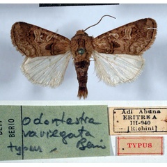 /filer/webapps/moths/media/images/V/variegata_Odontestra_HT_MSNM.jpg