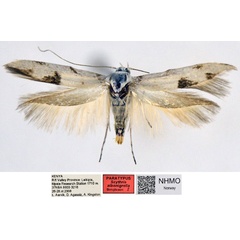 /filer/webapps/moths/media/images/A/albonigrella_Scythris_PT_NHMO_01_DwuLXF2.jpg
