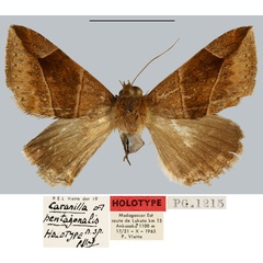 /filer/webapps/moths/media/images/P/pentagonalis_Caranilla_HT_MNHN.jpg