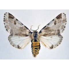 /filer/webapps/moths/media/images/R/remota_Sciatta_AF_NHMO.jpg