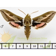 /filer/webapps/moths/media/images/T/tithymali_Hyles_AM_SMCR_01.jpg