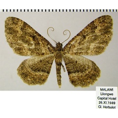 /filer/webapps/moths/media/images/N/natalata_Disclisioprocta_AF_ZSM.jpg