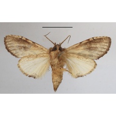 /filer/webapps/moths/media/images/O/ochribasis_Achaera_AM_MGCLb_01.JPG