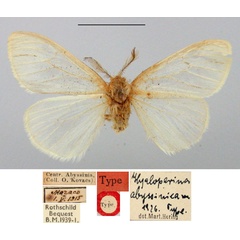 /filer/webapps/moths/media/images/A/abyssinica_Hyaloperina_HT_BMNH.jpg