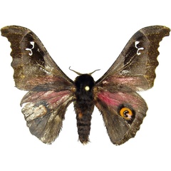 /filer/webapps/moths/media/images/O/orinoptena_Ludia_AM_MCJM.jpg