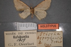 Idaea hypophautis