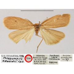 /filer/webapps/moths/media/images/E/edwardsi_Phryganopsis_HT_BMNH.jpg