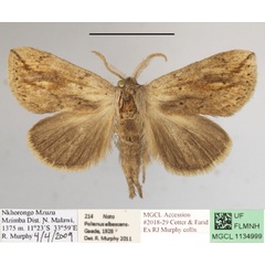 /filer/webapps/moths/media/images/M/marginestriatus_Lopiena_AM_MGCLa_01.JPG
