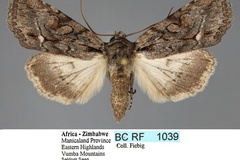 Neocucullia albisignata