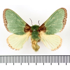 /filer/webapps/moths/media/images/S/satura_Parasa_AF_BMNH.jpg