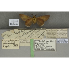 /filer/webapps/moths/media/images/A/albicilia_Chrysopsyche_HTM_OUMNHb_01.jpg