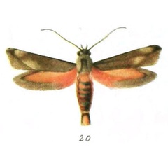 /filer/webapps/moths/media/images/L/levicornella_Eretmocera_ST_Rebel_1_20.jpg