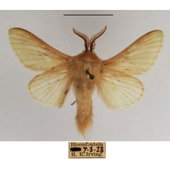 /filer/webapps/moths/media/images/S/straminea_Meyameta_AM_TMSA_03.jpg