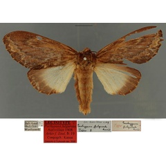 /filer/webapps/moths/media/images/F/fulgurata_Pachypasa_LT_RBINSa.jpg