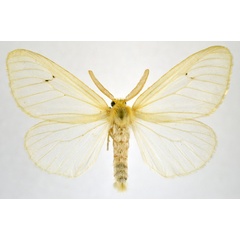 /filer/webapps/moths/media/images/T/tavetensis_Olapa_AM_NHMO.jpg