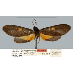 /filer/webapps/moths/media/images/F/formosa_Tsirananaclia_HT_MNHN.jpg