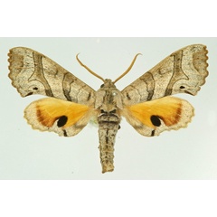 /filer/webapps/moths/media/images/M/maculalis_Gynoeryx_AM_Basquin.jpg