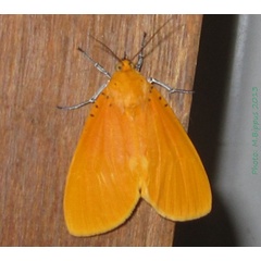 /filer/webapps/moths/media/images/B/borbonica_Asota_AF_Bippus.jpg