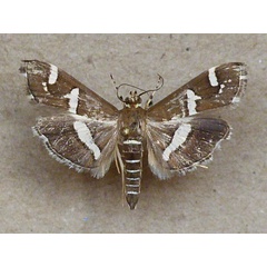 /filer/webapps/moths/media/images/R/recurvalis_Spoladea_A_Butler.jpg