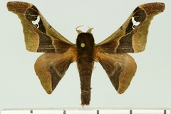 Holocerina smilax basquini