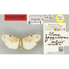 /filer/webapps/moths/media/images/H/homochroma_Eilema_PTM_BMNHa.jpg