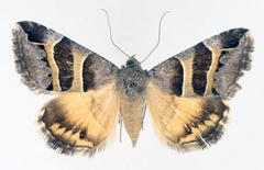 /filer/webapps/moths/media/images/E/euclidioides_Grammodes_AF_TMSA_01.jpg