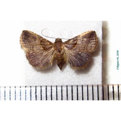 /filer/webapps/moths/media/images/D/dimorpha_Rivula_AF_Bippus.jpg