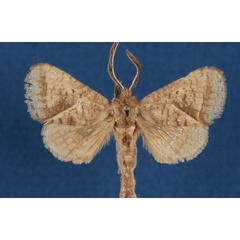 /filer/webapps/moths/media/images/S/splendida_Shimonia_AM_Lehmann.jpg