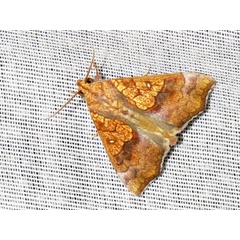 /filer/webapps/moths/media/images/A/auragoides_Anomis_A_Braun.jpg