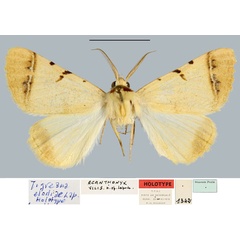 /filer/webapps/moths/media/images/E/elodiae_Tigreana_HT_MNHN.jpg