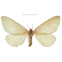 /filer/webapps/moths/media/images/S/simplex_Rhodophthitus_HT_NHMUK.jpg