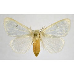 /filer/webapps/moths/media/images/P/platyrhabda_Leucoma_AM_NHMO.jpg