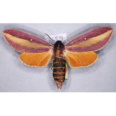 /filer/webapps/moths/media/images/A/afra_Leucophlebia_AM_ZSM.jpg
