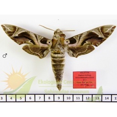 /filer/webapps/moths/media/images/K/kitchingi_Daphnis_HTM_SMCR.jpg