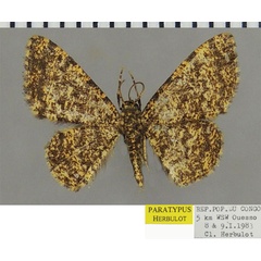 /filer/webapps/moths/media/images/A/amputata_Heterostegane_PTM_ZSM.jpg