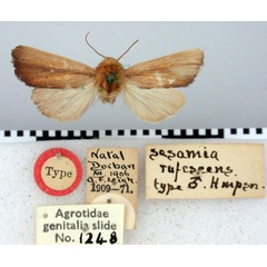 /filer/webapps/moths/media/images/R/rufescens_Sesamia_HT_BMNH.jpg