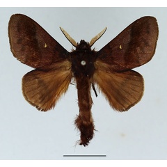 /filer/webapps/moths/media/images/M/mollis_Malacostola_AM_Basquin_01.jpg