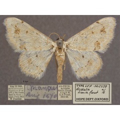 /filer/webapps/moths/media/images/T/timia_Scopula_PTF_OUMNHa_02.jpg