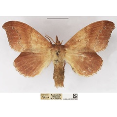 /filer/webapps/moths/media/images/P/peraffinis_Leipoxais_AF_NHMUK.jpg