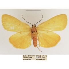 /filer/webapps/moths/media/images/L/lithosioides_Sommeria_AM_TMSA_02.jpg