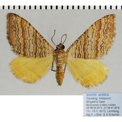 /filer/webapps/moths/media/images/Q/quaggaria_Mimoclystia_AF_ZSM_02.jpg