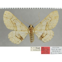 /filer/webapps/moths/media/images/L/littoralis_Cleora_HT_ZSMa.jpg