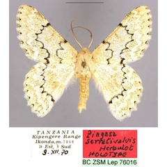 /filer/webapps/moths/media/images/S/serrativalvis_Pingasa_HT_ZSMa.jpg