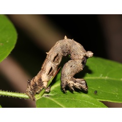 /filer/webapps/moths/media/images/E/erosa_Xenimpia_C_Roland_01.jpg