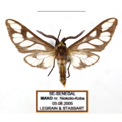 /filer/webapps/moths/media/images/N/negus_Thyretes_AM_Legrain_01.jpg