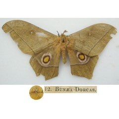 /filer/webapps/moths/media/images/D/dorcas_Bunaea_HT_NHMUKa.jpg