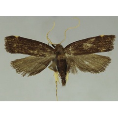 /filer/webapps/moths/media/images/A/aurea_Thubdora_HT_ZSM.jpg
