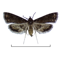 /filer/webapps/moths/media/images/F/fuscalis_Paracataclysta_AF2_Agassiz.jpg